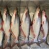 Fresh Pangasius Fish
