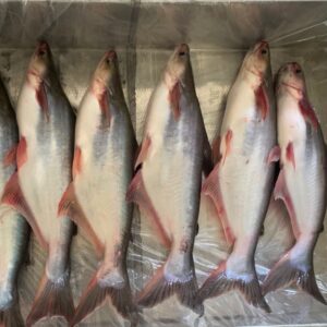 Fresh Pangasius Fish