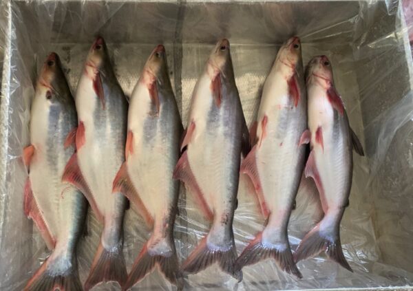 Fresh Pangasius Fish