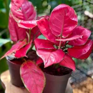 Aglaonema Red joy 30cm