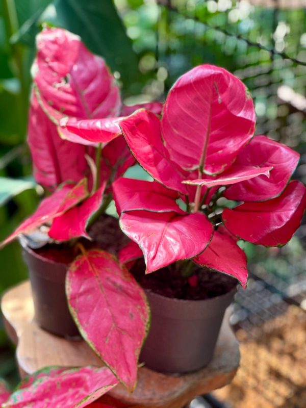 Aglaonema Red joy 30cm