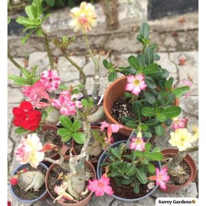 Adenium Obesum (Deseert Rose)