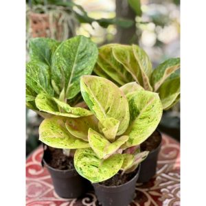Aglaonema Apple fantasy 35cm