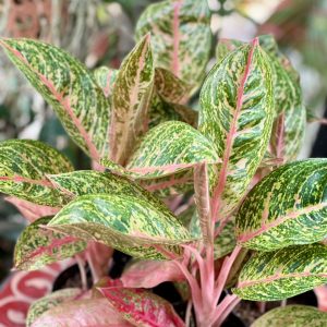 Aglaonema Red Reflection 40cm