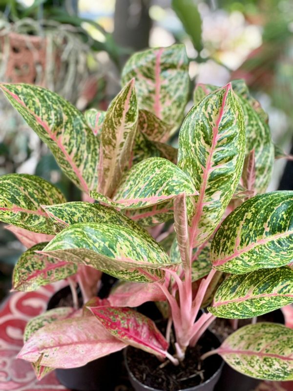 Aglaonema Red Reflection 40cm