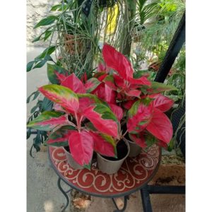 Aglaonema Red Star