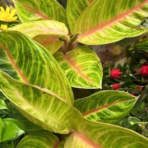 Aglaonema Rose parakeet 45cm