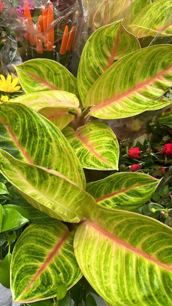Aglaonema Rose parakeet 45cm