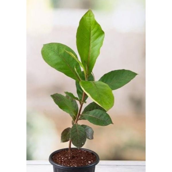 Almond Fruit Tree