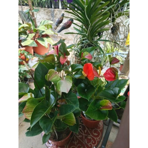Anthurium