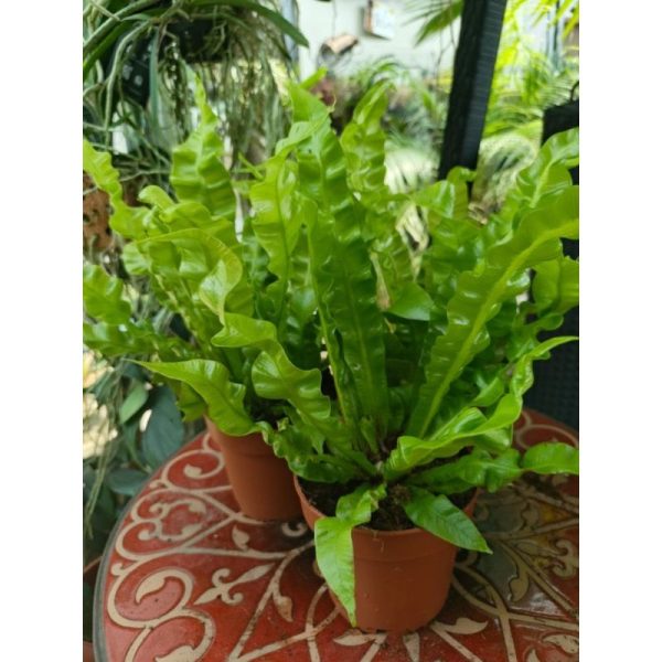 Asplenium Crispy Wave