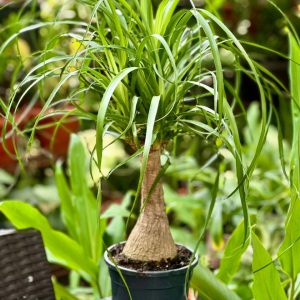 Beaucarnea Recurvata 100cm