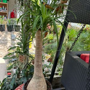 Beaucarnea Recurvata 135cm