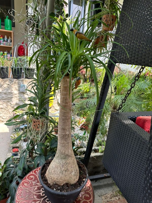 Beaucarnea Recurvata 135cm