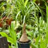 Beaucarnea Recurvata 55cm
