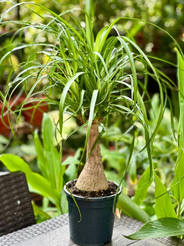 Beaucarnea Recurvata 70cm