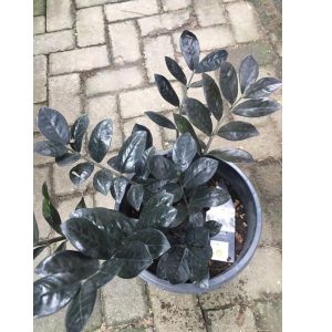 Black Raven Zz Plant