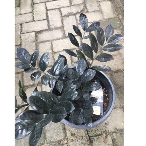 Black Raven Zz Plant