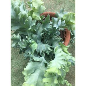 Blue Star Fern