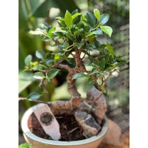 Bonsai mix 35cm