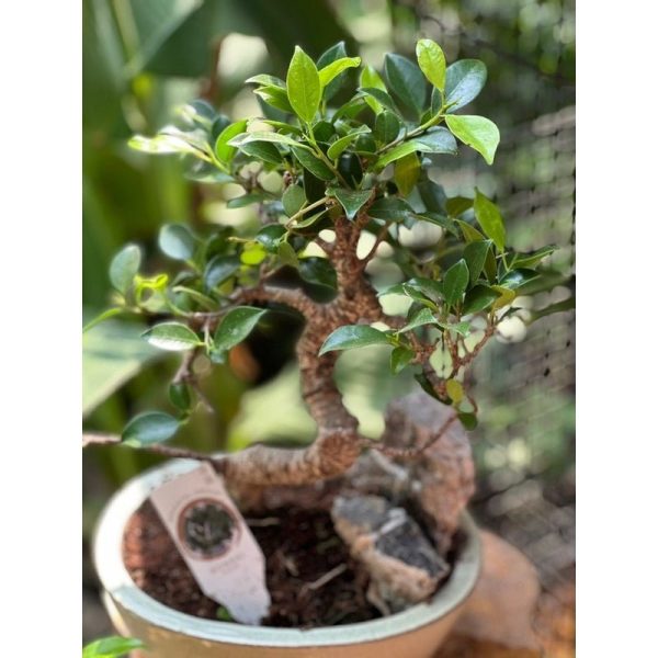 Bonsai mix 35cm