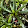 Bromeliad - Neoregelia