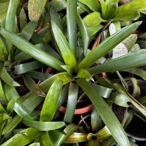 Bromeliad - Neoregelia