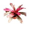 Bromeliad-Neoregelia-Treasure-Royale