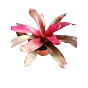 Bromeliad-Neoregelia-Treasure-Royale