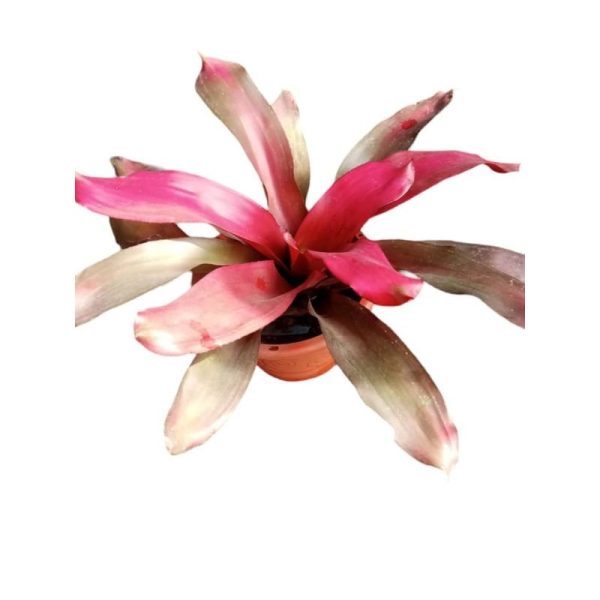 Bromeliad-Neoregelia-Treasure-Royale