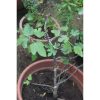 Brown Turkey Fig Tree