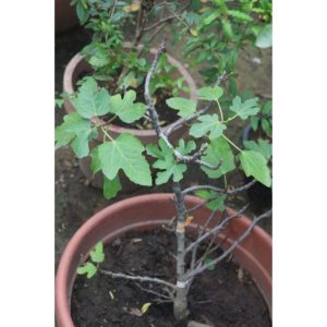 Brown Turkey Fig Tree