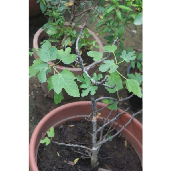 Brown Turkey Fig Tree