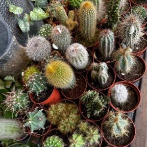 Cactus each 10cm
