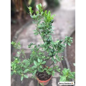 Calamondin Orange Fruit Tree