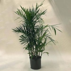 Chamaedorea seifrizil 210cm