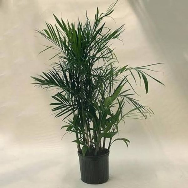 Chamaedorea seifrizil 210cm