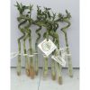 Chinese Lucky Bamboo Plant 30cm