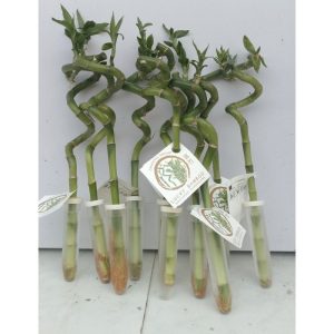 Chinese Lucky Bamboo Plant 30cm