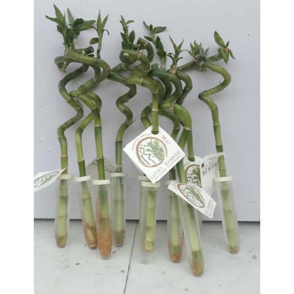 Chinese Lucky Bamboo Plant 30cm