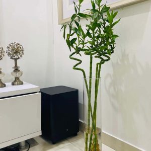Chinese Lucky Bamboo Plant 70cm