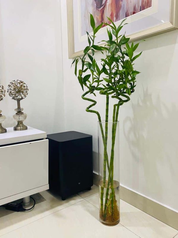 Chinese Lucky Bamboo Plant 100cm
