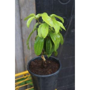 Cinnamon Tree