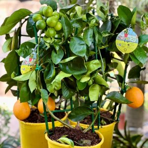 Citrus Meyer Lemon 65cm