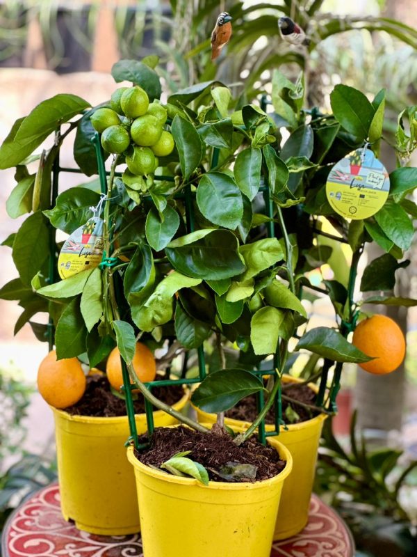 Citrus Meyer Lemon 65cm