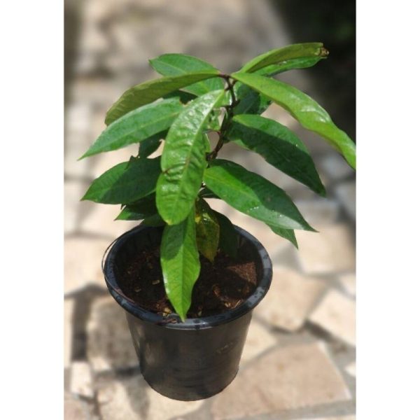 Cocoa Fruit Tree