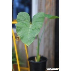 Cocoayam