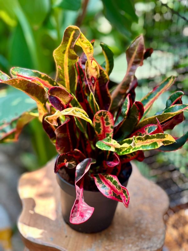 Codiaeum mixed 30cm (Croton)