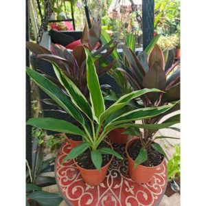 Cordyline