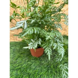 Cretan Brake  (Ribbon Fern)